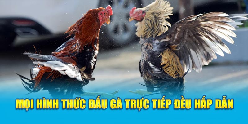 Các loại đá gà cuốn hút nhất ở nhà cái