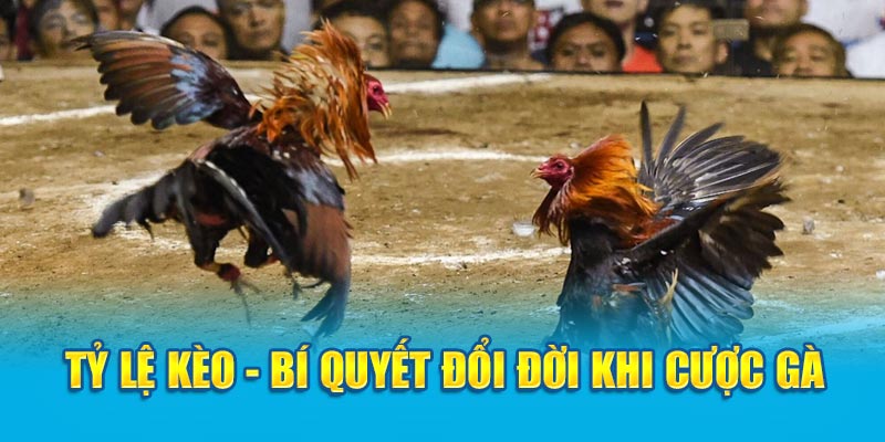 Bí quyết chọn chiến kê để mang về thắng lợi