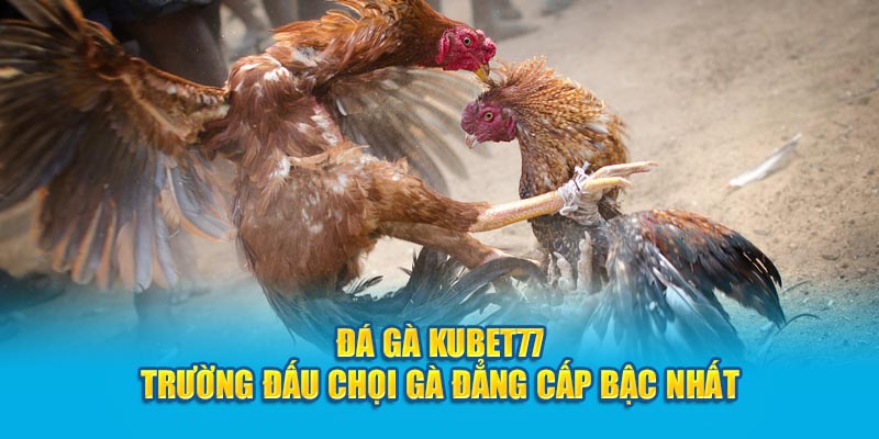 Chọi kê tại nhà cái hàng đầu